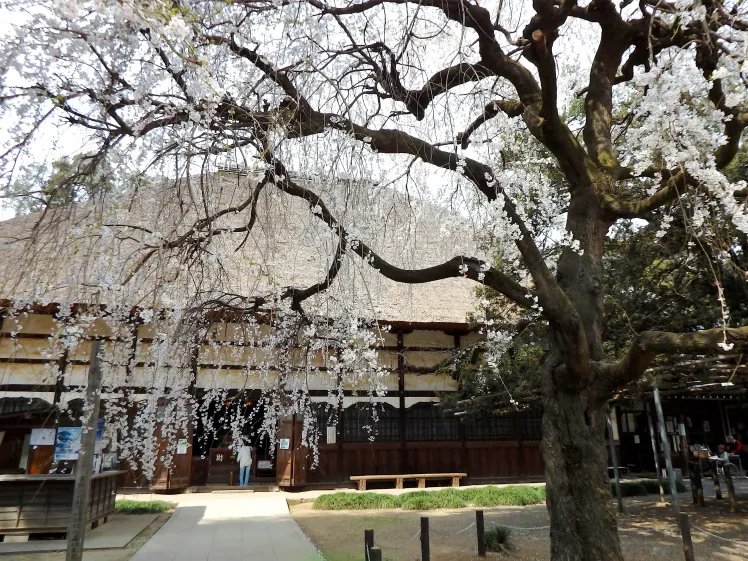 ⛩️ 모린지 절(모린지) 이미지 7